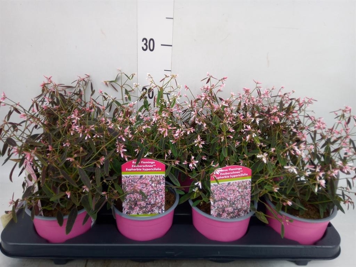 Euphorbia hyperic. 'Diamond Frost'