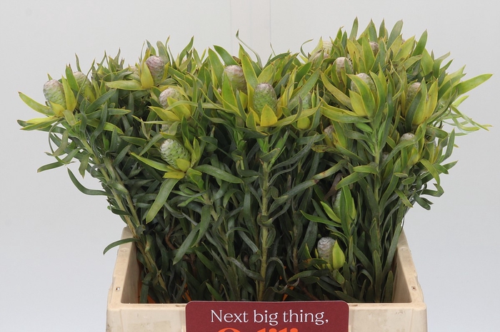 <h4>Leucadendron Pisa Spray</h4>
