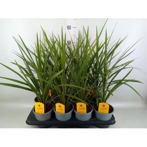 Cordyline indivisa 'Peko'