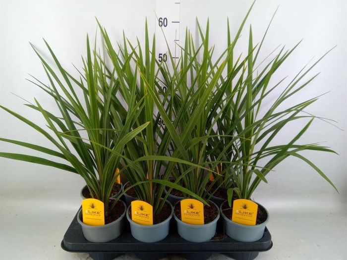 <h4>Cordyline indivisa 'Peko'</h4>