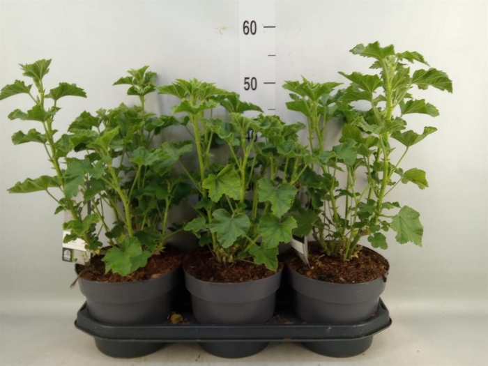 <h4>Lavatera   ...</h4>