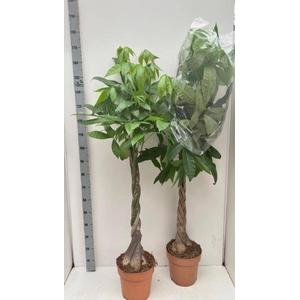 PACHIRA AQUATICA