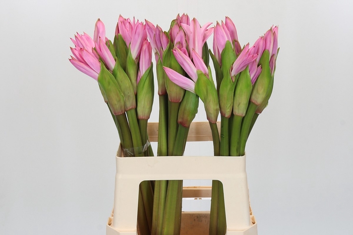 <h4>Amarcrinum Rose</h4>