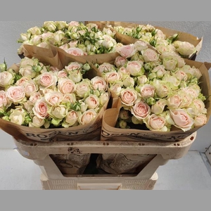 R TR SWEET GISELLE!