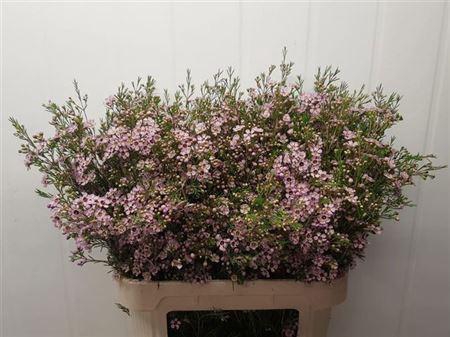 <h4>Chamelaucium Early Nir Pale Pink</h4>