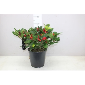 Skimmia Jap. Obsession 15+