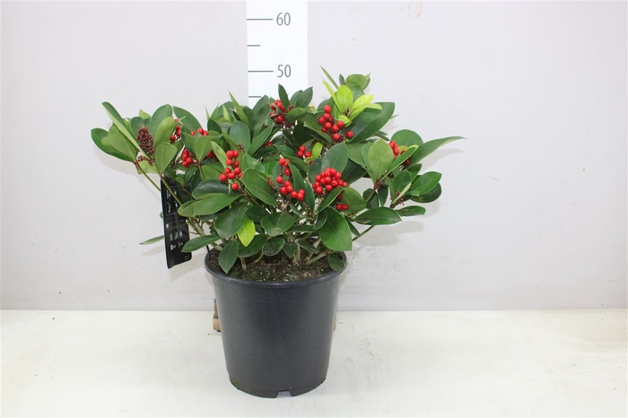 <h4>Skimmia Jap. Obsession 15+</h4>