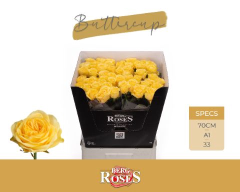 <h4>Rozen R GR Buttercup 34</h4>