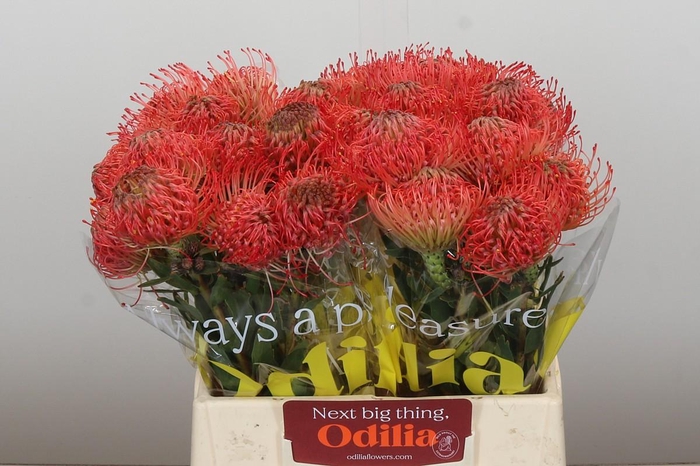 <h4>Nutans Ayoba Pink Guava</h4>