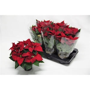 Poinsettia christmas Universe