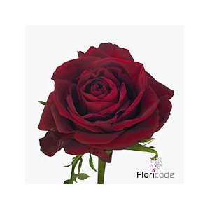 Rosa large ever red