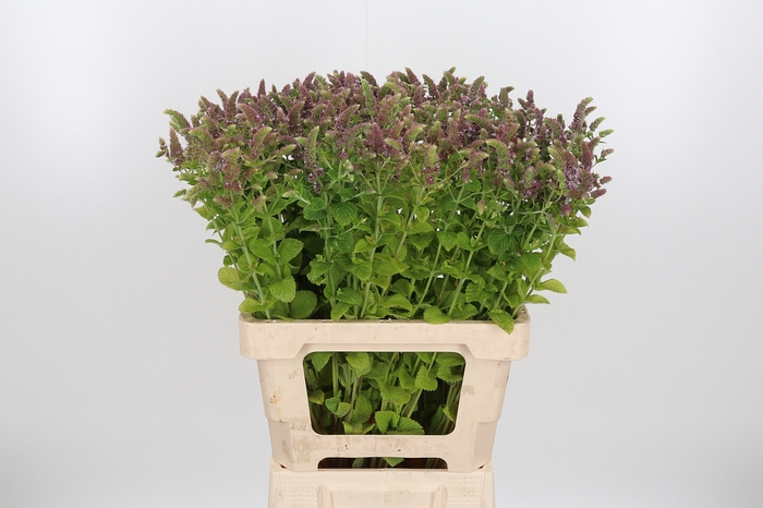<h4>Mentha Jocka</h4>