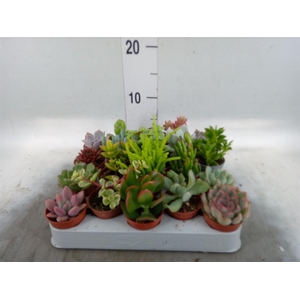 Succulents   ...