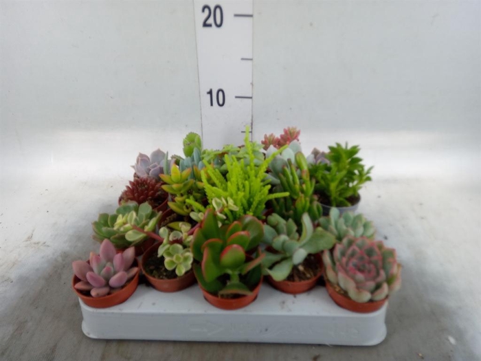 <h4>Succulents ...</h4>
