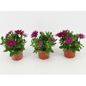 Osteospermum Sunny Mary