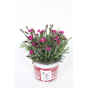 Dianthus Picture Perfect p 10,5