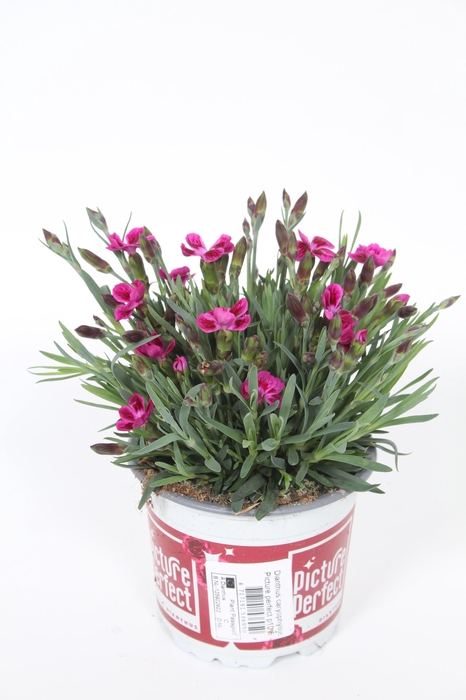 <h4>Dianthus Picture Perfect p 10,5</h4>