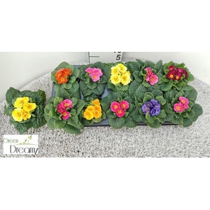 PRIM AC PARADISO GEM