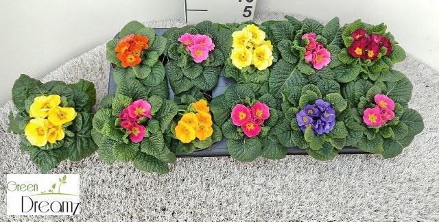 <h4>PRIM AC PARADISO GEM</h4>