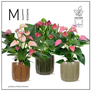 Mimesis Anthurium KARMA Joli mix - 12cm - Peru