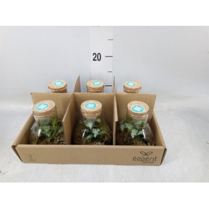 Arr.   Planten L%