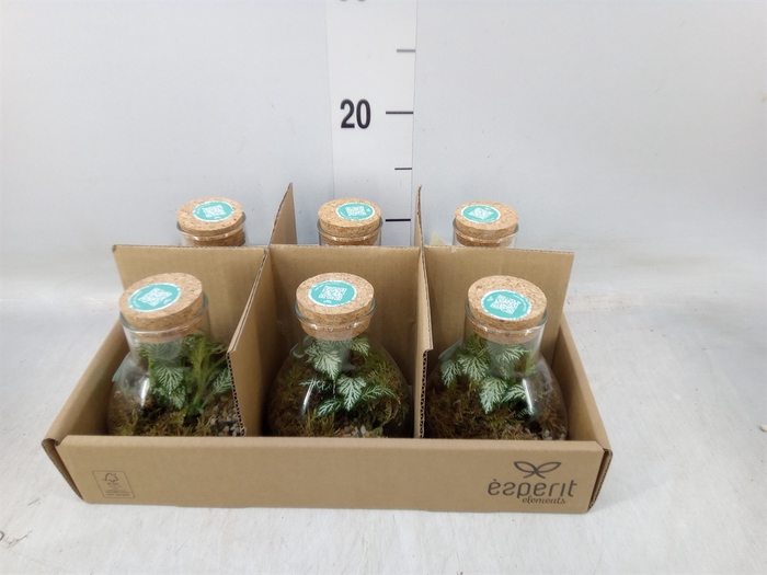 <h4>Arr.   Planten L%</h4>