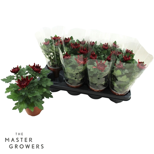 <h4>Deco Chrysant Cosmo Bordeaux 12cm 3pp</h4>