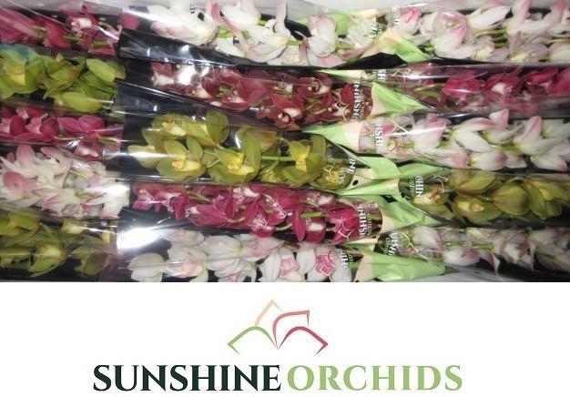 <h4>CYMB MI GEM</h4>