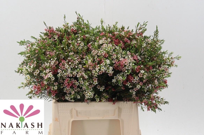 <h4>CHAME UN MY SWEET 16</h4>