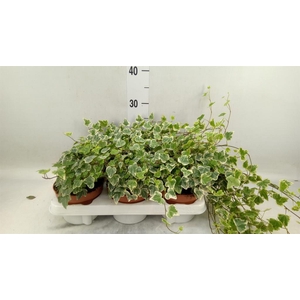 Hedera helix 'White Wonder'