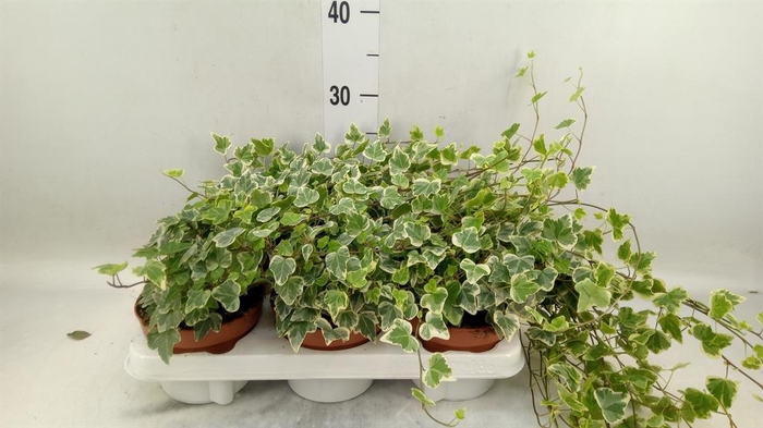 <h4>Hedera helix 'White Wonder'</h4>