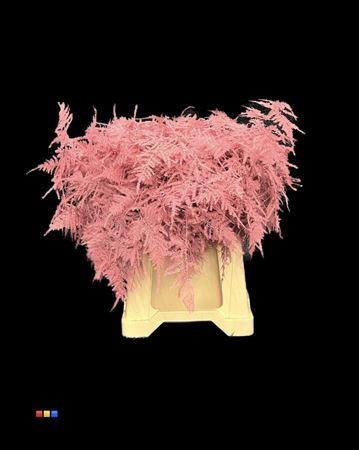 <h4>Asp 1e Pink</h4>