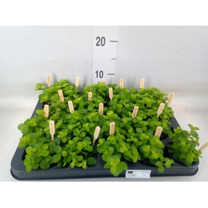 Peperomia rotundifolia