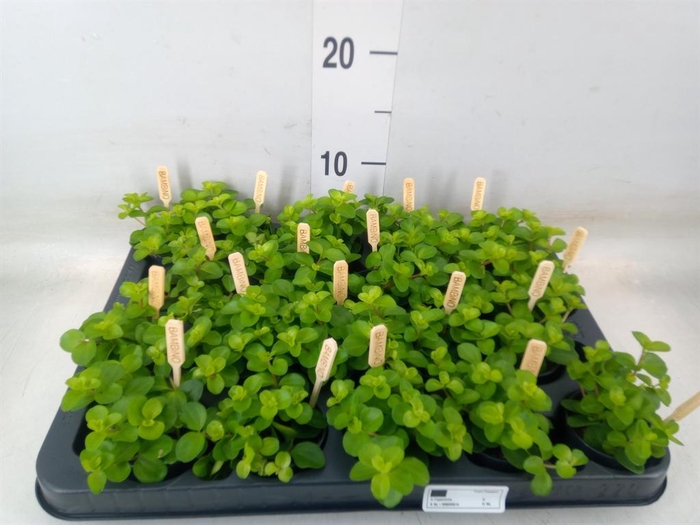 <h4>Peperomia rotundifolia</h4>