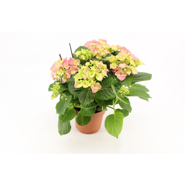 <h4>Hydrangea Hi River Pink 14 cm 5 kop rijp 2</h4>