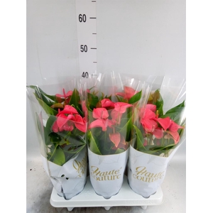 Anthurium  'FC Romantico'