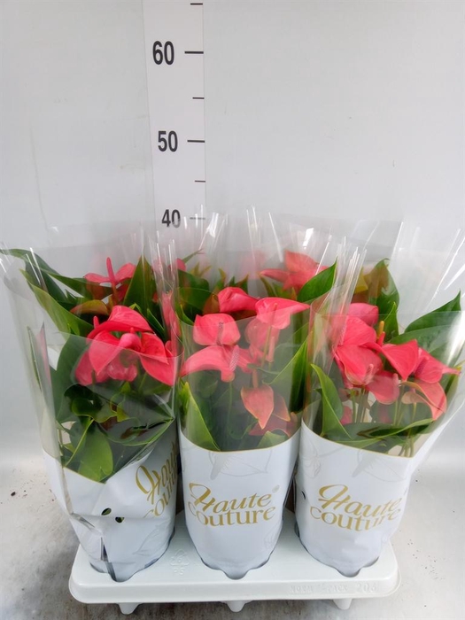 <h4>Anthurium 'FC Romantico'</h4>