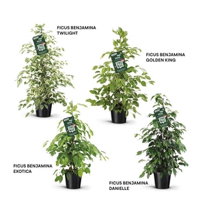 Ficus benjamina gemengd