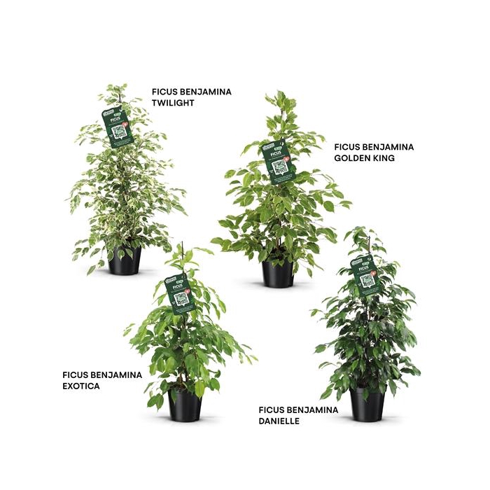 <h4>Ficus benjamina forever mix</h4>