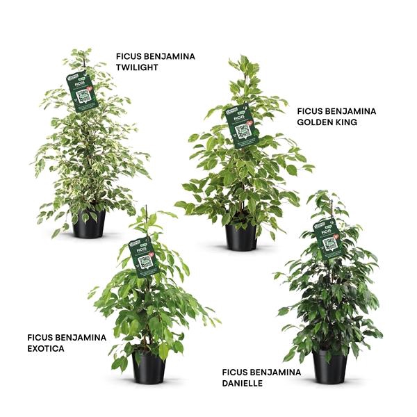 <h4>Ficus benjamina gemengd</h4>