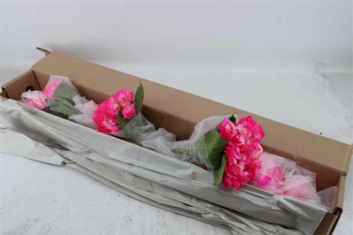 <h4>Hydr M Candy Pink Tinted X12</h4>