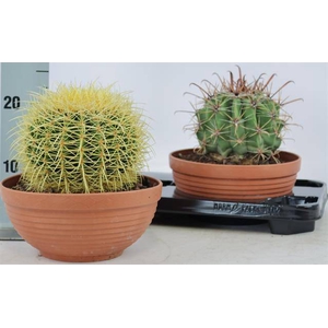 CACTUS OV