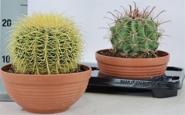 <h4>CACTUS OV</h4>