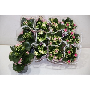 Kal Ge Gem Tweekl Bl