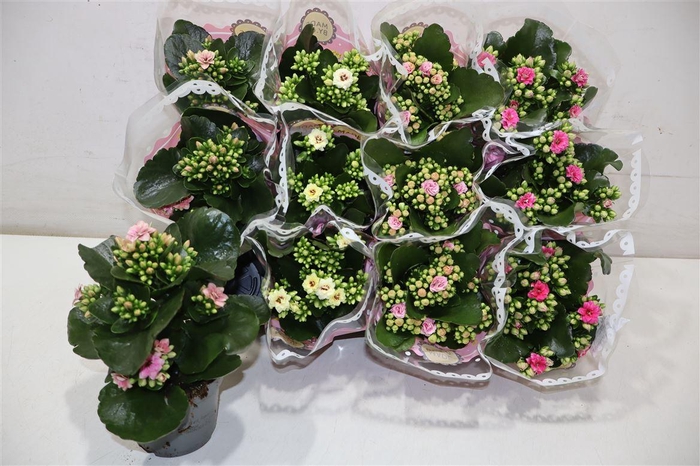 <h4>Kal Ge Gem Tweekl Bl</h4>