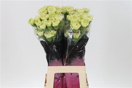 <h4>Di St Lege Verde</h4>