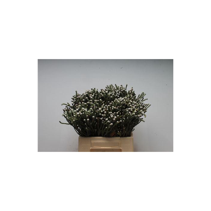<h4>Kaaps Brunia Silver Young</h4>