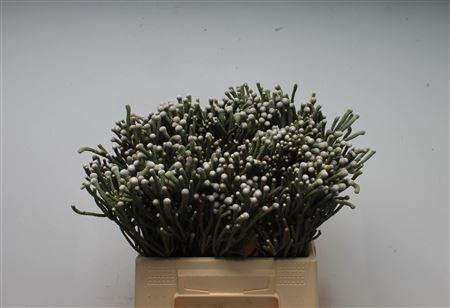 Kaaps Brunia Silver Young