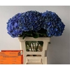 Hydrangea bela classic