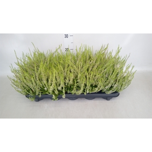 Calluna vulg. 'Elegantissima'